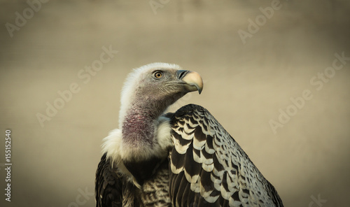 Gänsegeier Gyps fulvus Makro 