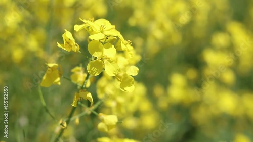 Canola flower wind closeup