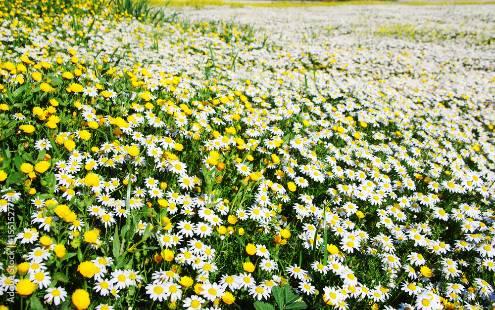 Fototapeta premium wild daisy flower in field