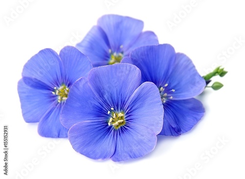 Flax blue flowers closeup.