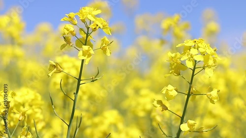 Canola flower wind