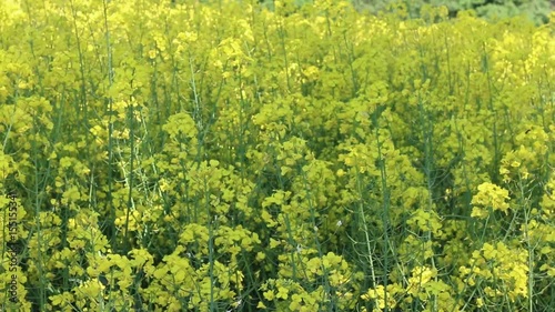 Canola growing field