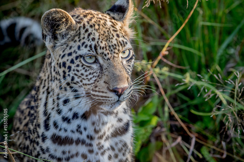 Young Leopard on the look out.