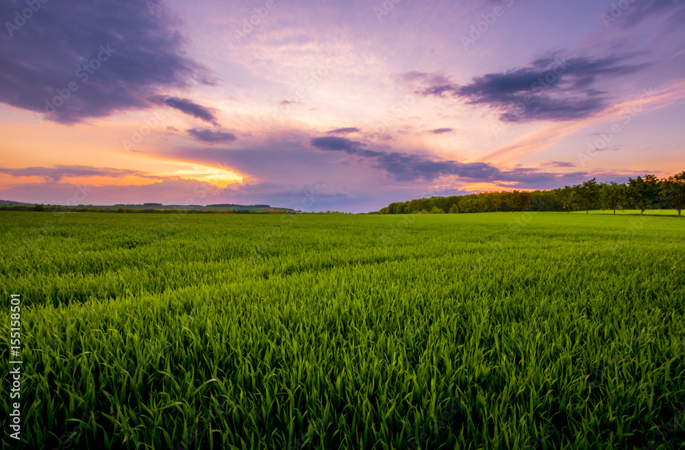 Sunset over the green field.