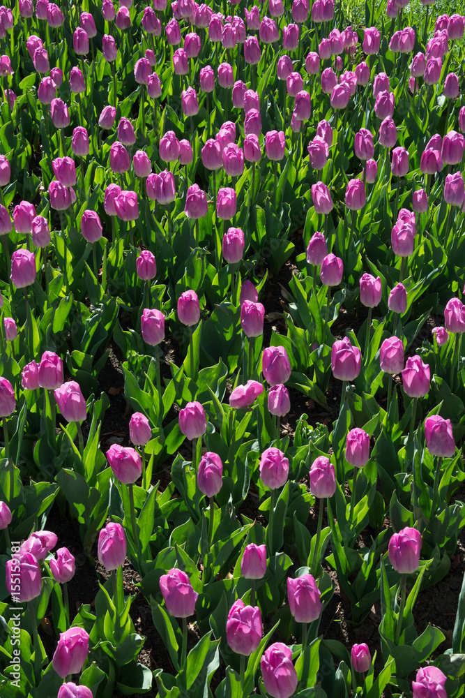 Many beautiful pink tulips with green leaf in the city park garden of spring sunny day. Floral pattern. Many beautiful pink tulips with green leaf in the city park garden of spring sunny day. Floral pattern.