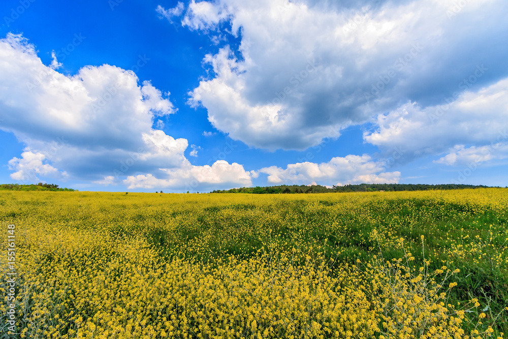 Obraz premium Beautiful scenic summer landscape of wild forest meadow with yellow blooming rape, blue sky and white cumulus clouds. A sunny day scenery