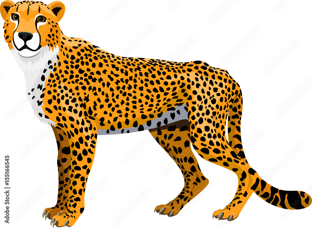 vector african cheetah (Acinonyx jubatus) isolated