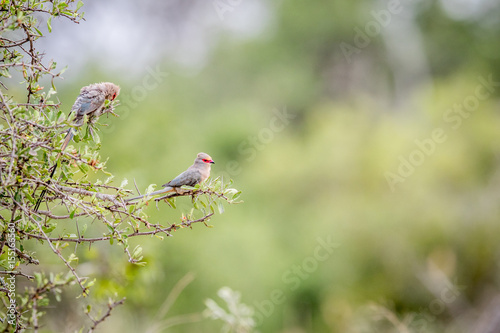 Two Red-faced mousebirds sitting on a branch.