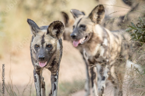 African wild dogs walking towards the camera.