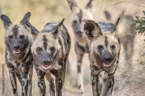 Photography African wild dogs walking towards the camera.