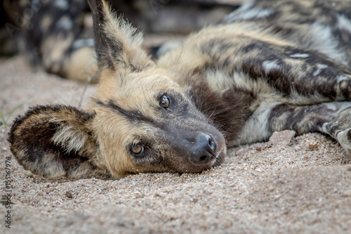 Canvas Print African wild dog laying in the sand.