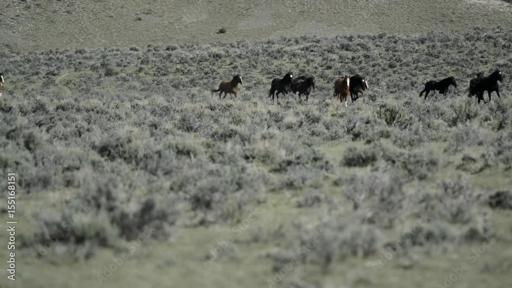 Herds of horses and paint horses trotting across sagebrush meadow Herds of horses and paint horses trotting across sagebrush meadow