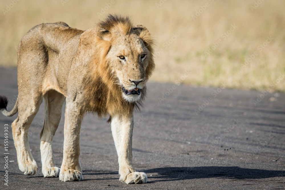 Young male Lion walking on the airstrip. Young male Lion walking on the airstrip.