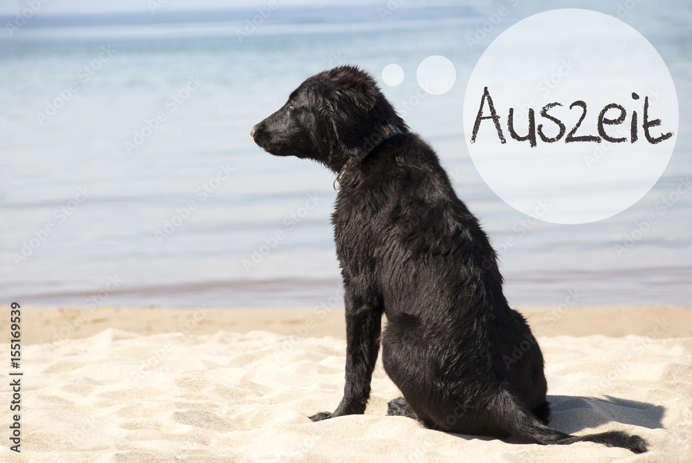 Dog At Sandy Beach, Auszeit Means Downtime Dog At Sandy Beach, Auszeit Means Downtime