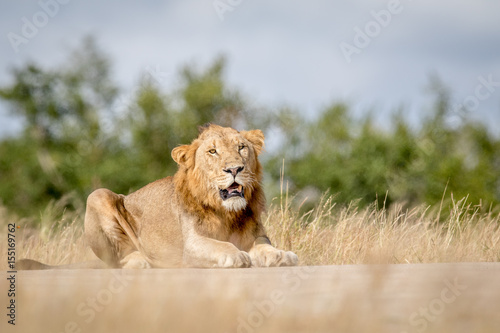 Young male Lion laying down and looking.