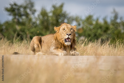 Fototapeta Naklejka Na Ścianę i Meble -  Young male Lion laying down and looking.