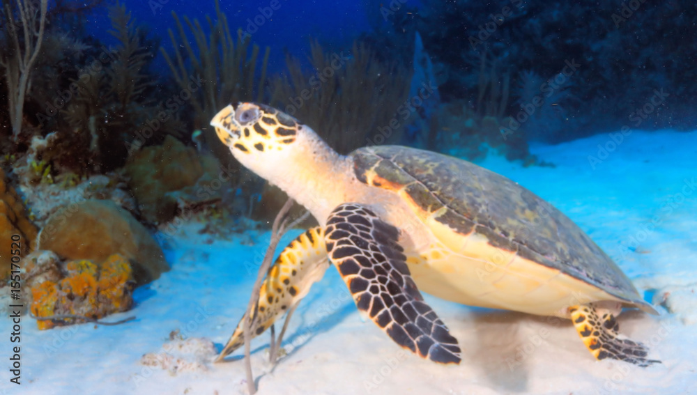 Obraz premium Sea Turtle