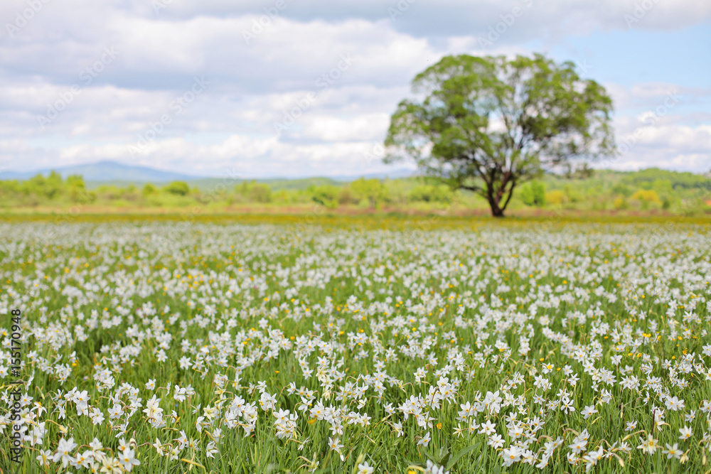 A huge white Narcissus Field and along standing tree. Unique wild daffodils valley blossoms, Transcarpathia Ukraine. Traveling national parks, outdoor vacation, beauty of nature, enviroment protection A huge white Narcissus Field and along standing tree. Unique wild daffodils valley blossoms, Transcarpathia Ukraine. Traveling national parks, outdoor vacation, beauty of nature, enviroment protection