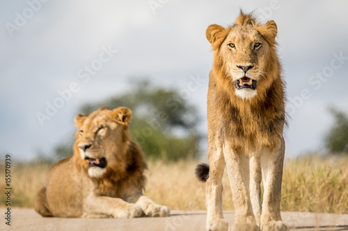 Two young male Lion brothers in Kruger.