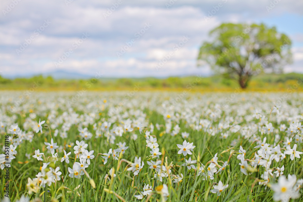 A huge white Narcissus Field and along standing tree. Unique wild daffodils valley blossoms, Transcarpathia Ukraine. Traveling national parks, outdoor vacation, beauty of nature, enviroment protection