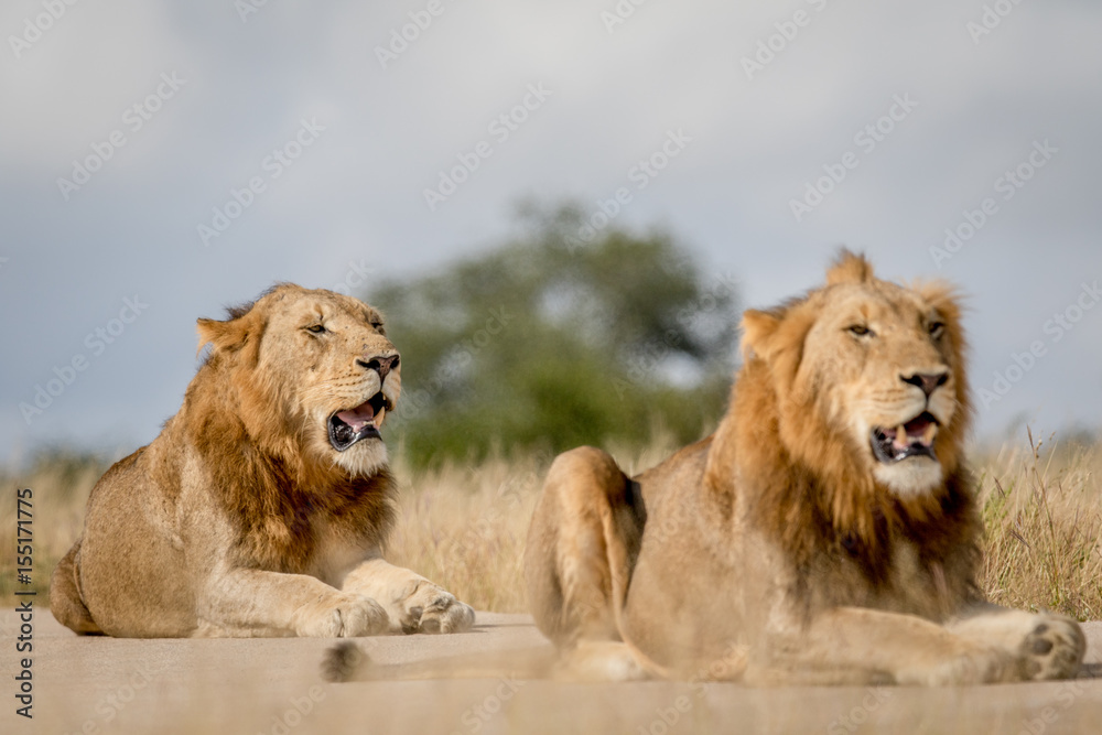 Obraz premium Two young male Lion brothers in Kruger.