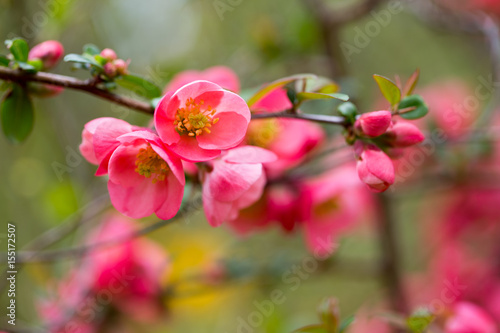 Cherry blossom in spring for background.