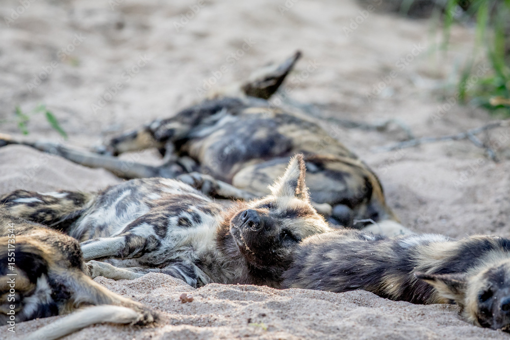 Fototapeta premium African wild dog sleeping in the sand.