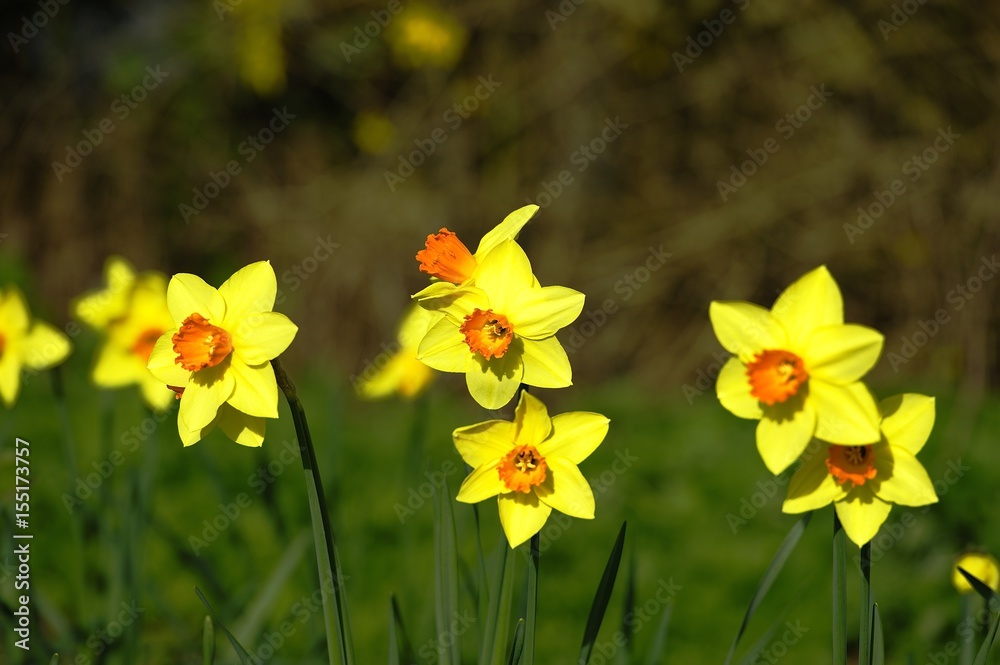 Obraz premium Spring Flowers