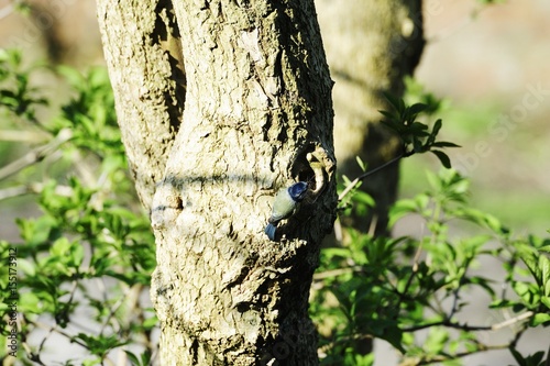Eurasian blue tit