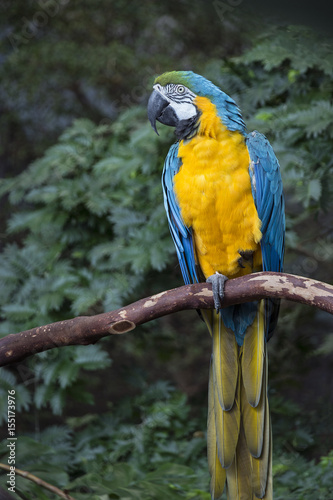  Blue-and-Yellow Macaw