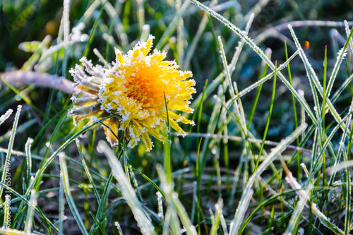 One Flower of a dandelion in the morning frost. Frozen flower at dawn in a meadow. Nature background. Taraxacum platycarpum photo