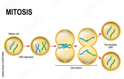 Mitosis. photo