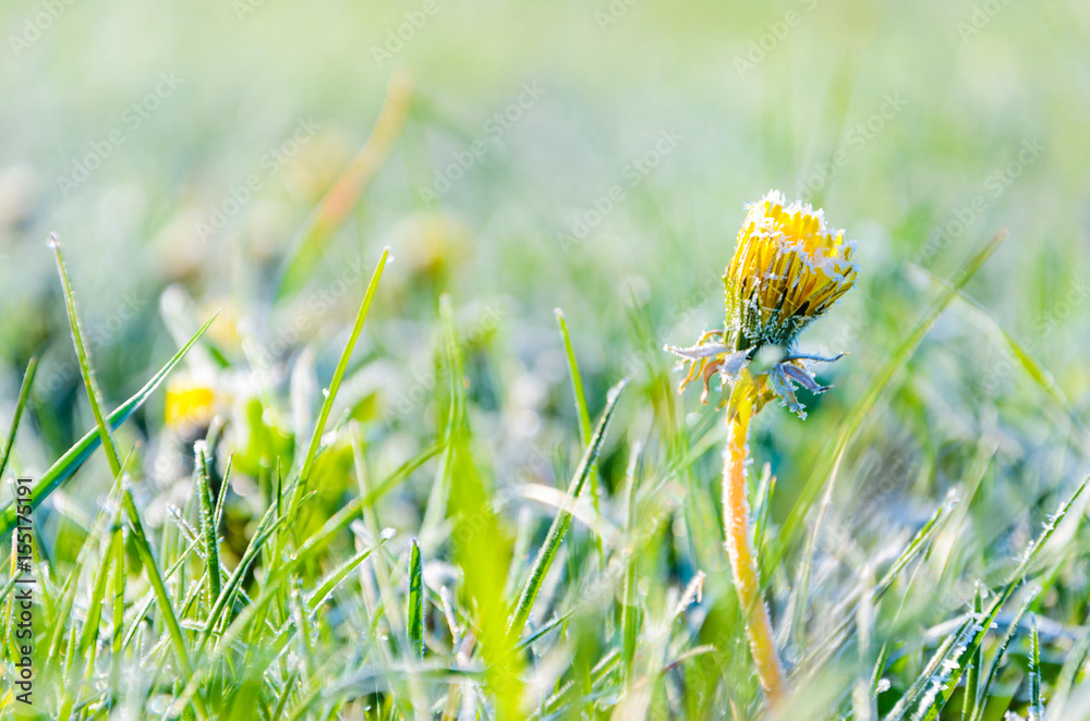 Fototapeta premium One Flower of a dandelion in the morning frost