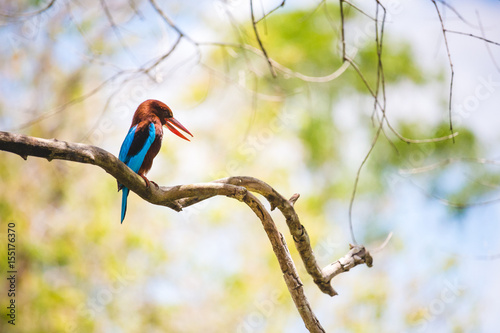 White throated kingfisher restin on a branch with a bright, warm, blurred background. Anuradhapura, Sri Lanka. Landscape orientation photo