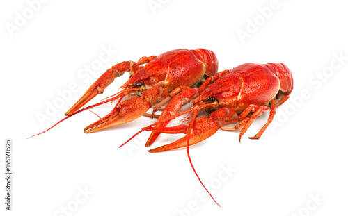 Fresh boiled red crayfish isolated on white background. Top view