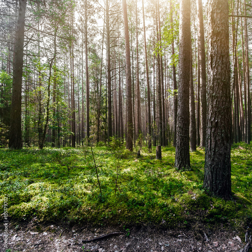 Wild forest panorama © 1xpert