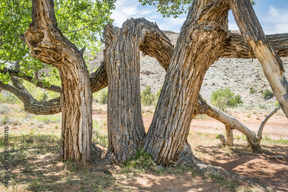 old twisted cottonwood tree in a desert canyon old twisted cottonwood tree in a desert canyon