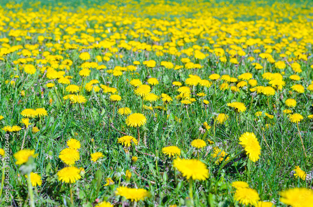 Field of yellow dandelions. Nature spring background