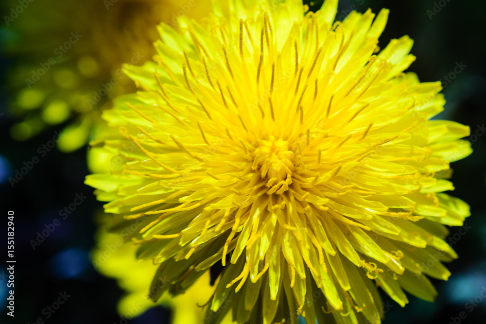 Close-up view of a yellow dandelion flower Close-up view of a yellow dandelion flower