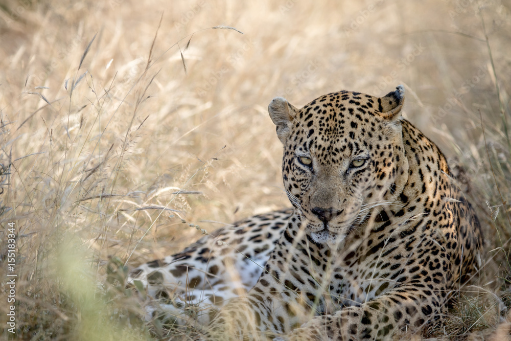 Big male Leopard laying in the high grass. Big male Leopard laying in the high grass.