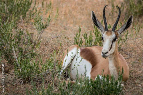 Springbok laying in the grass.