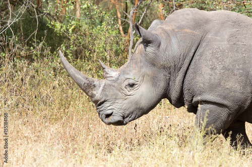 Tête de Rhinocéros
