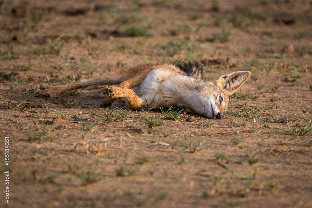 Black-backed jackal rolling itself in the sand. Black-backed jackal rolling itself in the sand.