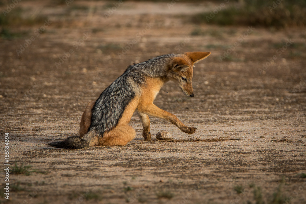 Naklejka premium Black-backed jackal playing in the sand.