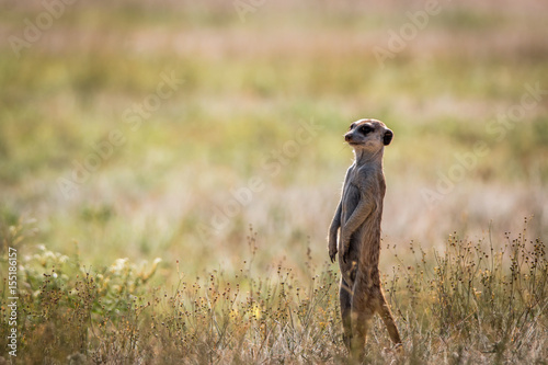 Meerkat on the lookout in the Kgalagadi.