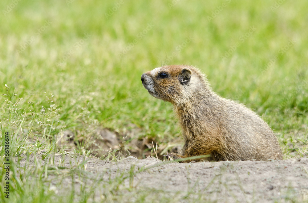 Young yellow-bellied marmot at its burrow. Young yellow-bellied marmot at its burrow.