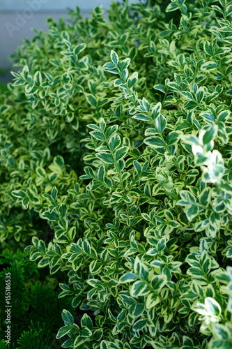 Buxus sempervirens Variegata