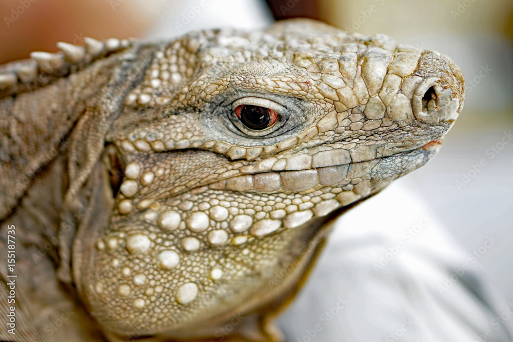Obraz premium Iguana close up