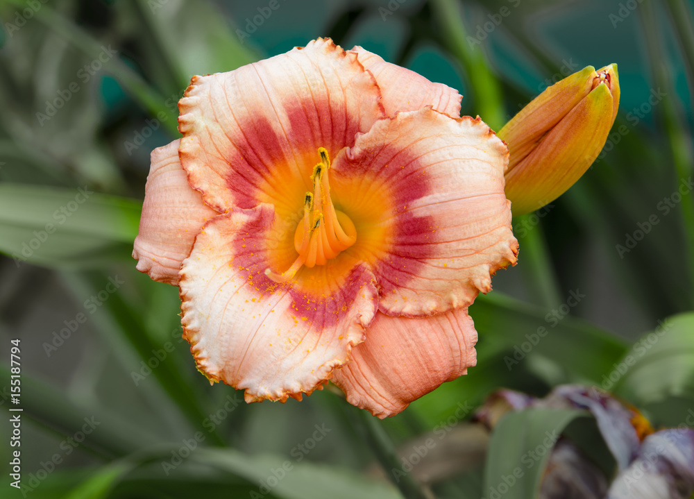 Fototapeta premium orange flower