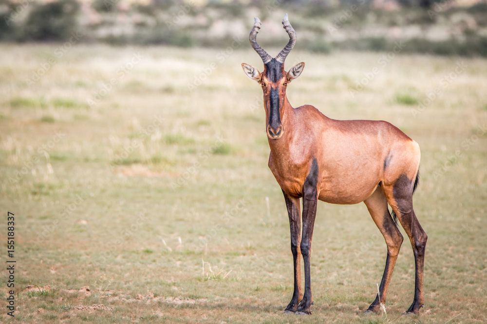 Red hartebeest standing in the grass and starring. Red hartebeest standing in the grass and starring.